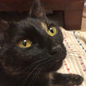 Meet your Posher, Cilley